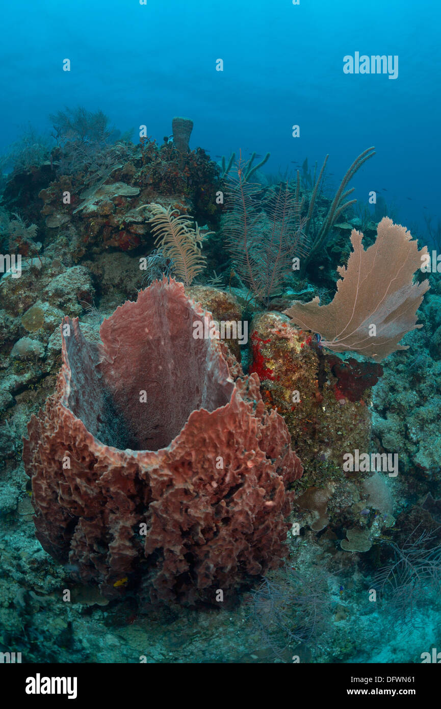Huge Caribbean barrel sponge at the Mesoamerican barrier reef. The photo is taken in Ambergris Cayes, Belize. Stock Photo