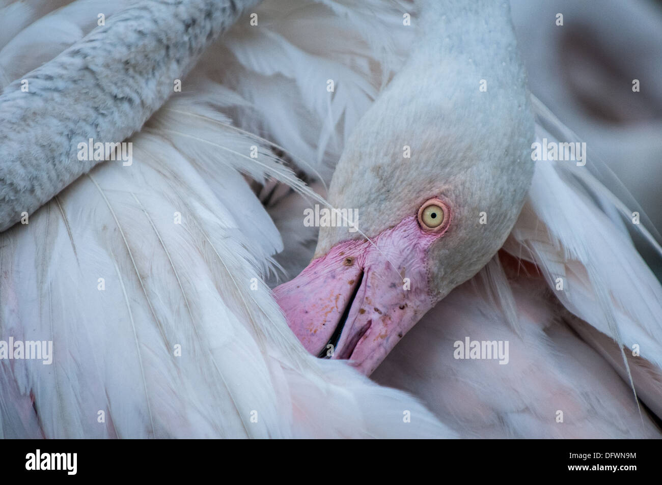 Greater Flamingo Close-up, Camargue NP Stock Photo