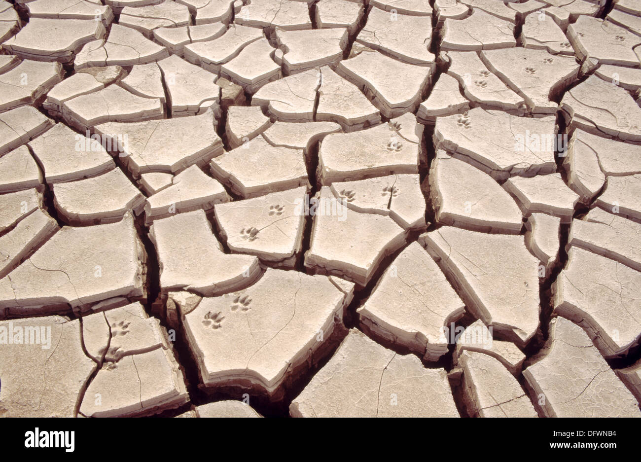 Jackal footprint in the sand hires stock photography and images Alamy