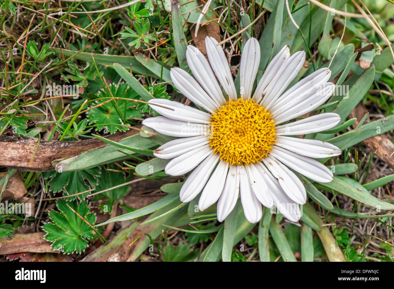 Paramo vegetation, Camomile of the Andes flowers, Cotopaxi National