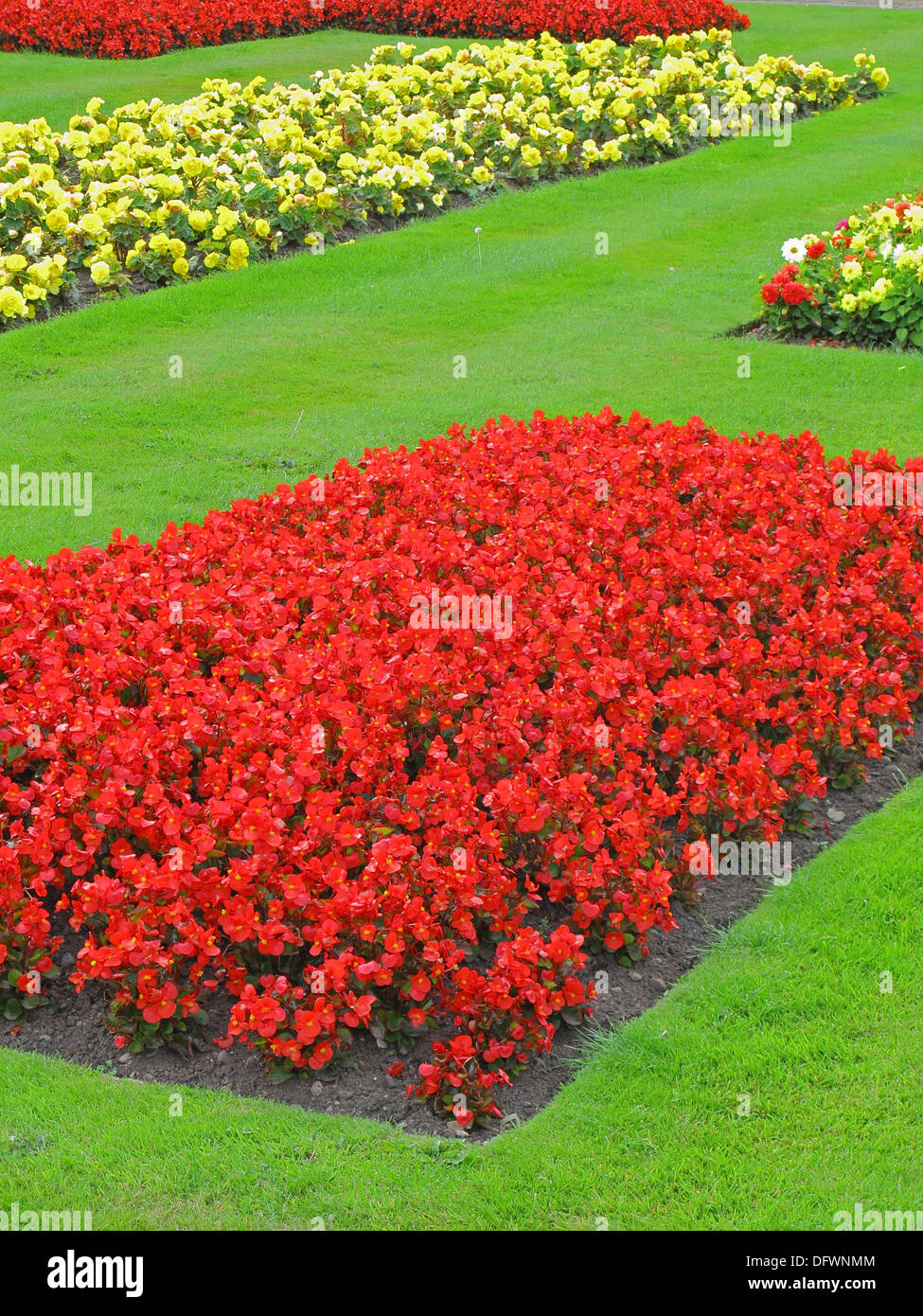 Begonia semperflorens hires stock photography and images Alamy