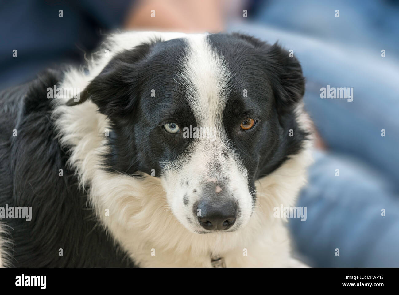 BORDER COLLIE SHEEP DOG WITH ONE BLUE EYE AND ONE BROWN EYE Stock Photo