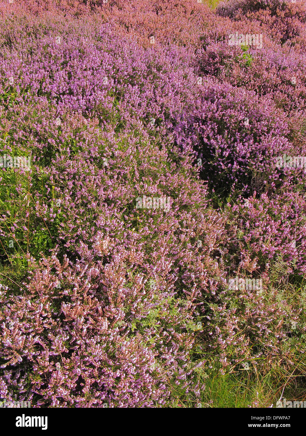 Calluna vulgaris ( Heather ) in Flower, UK Stock Photo
