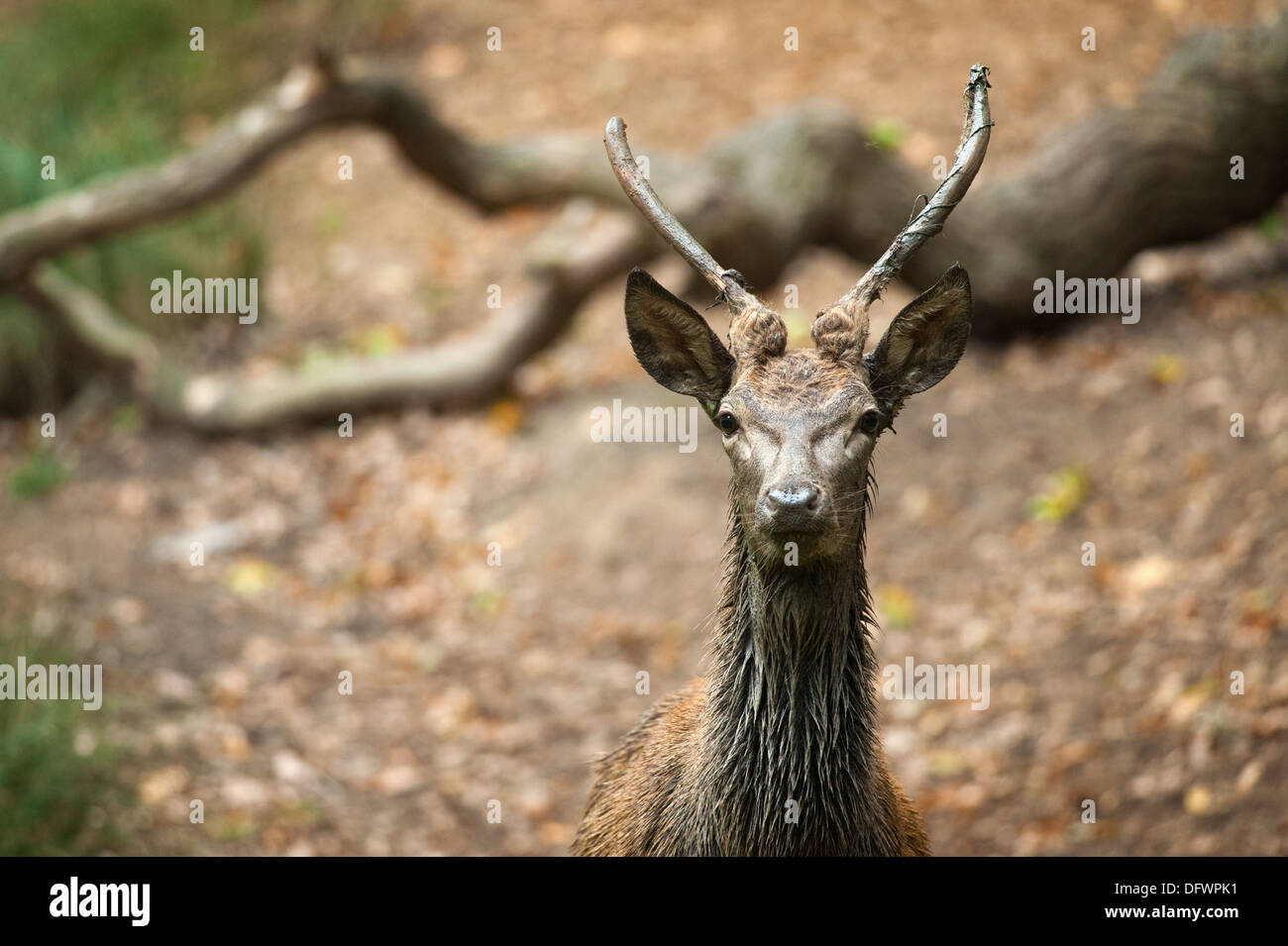 Richmond Park deer Stock Photo