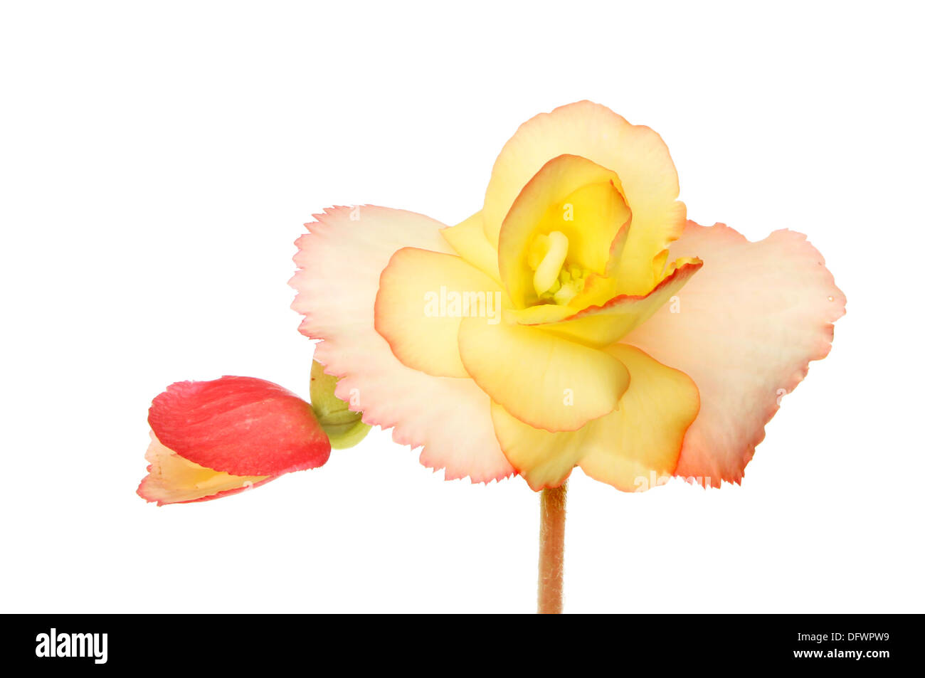 Pastel yellow and peach colored begonia flower isolated against white Stock Photo