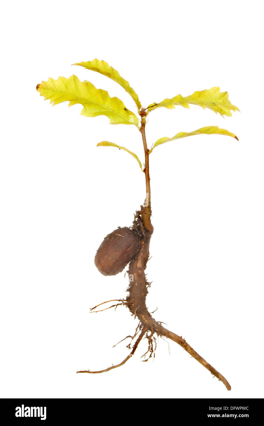 Sapling oak tree germinated from an acorn isolated against white Stock Photo