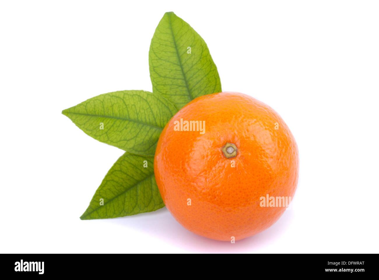 Tangerine with green leaves on a white background. Stock Photo