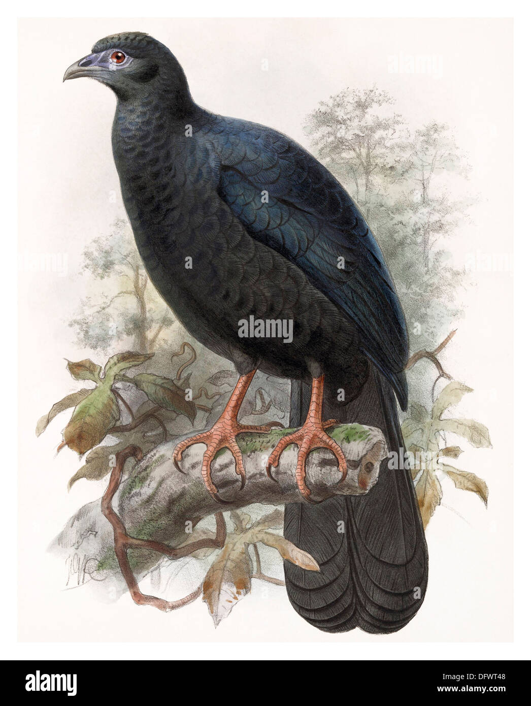 The Black Guan (Chamaepetes unicolor)  High resolution enhanced lithograph Stock Photo