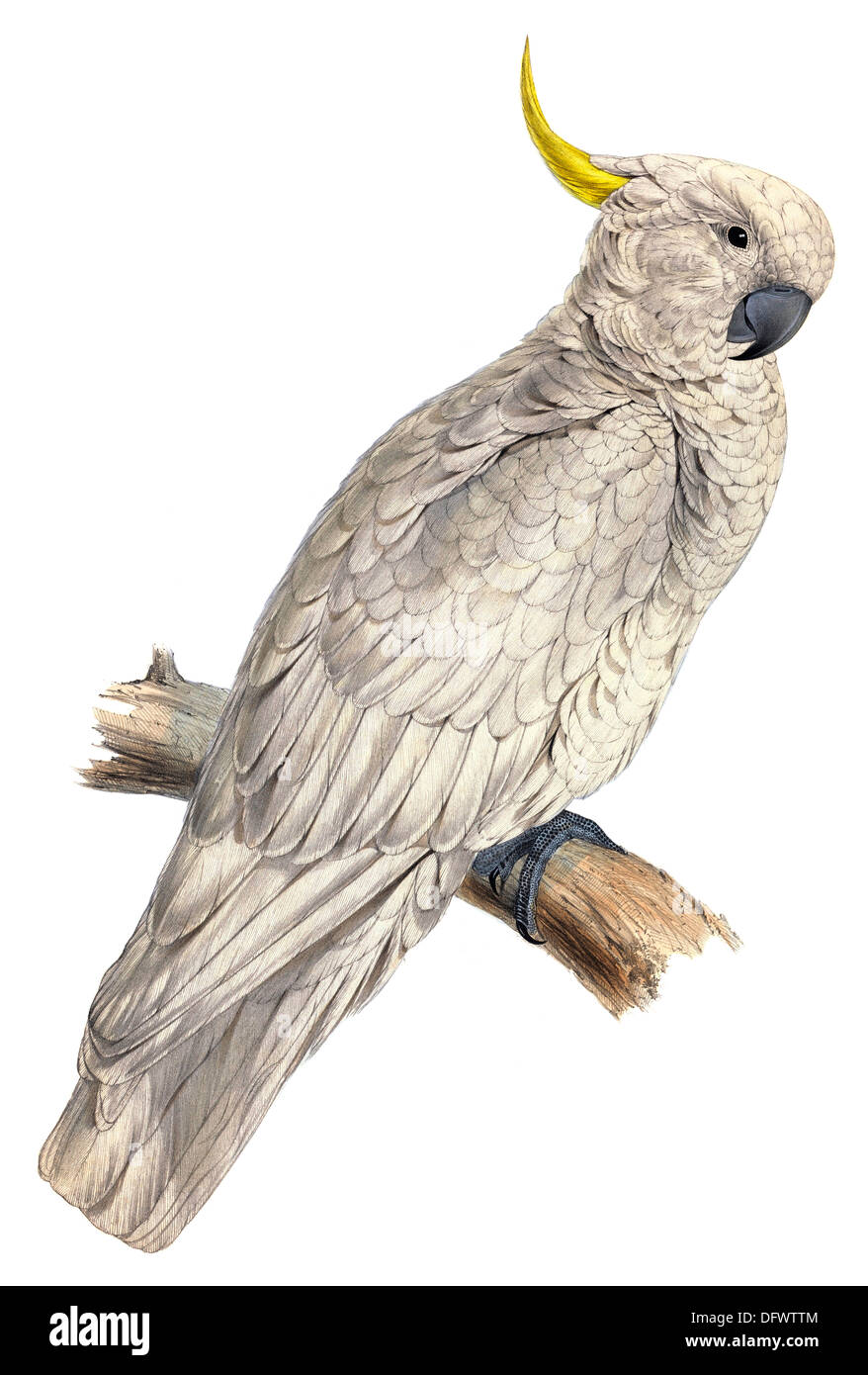 Plyctolophus Galeritus Greater Sulphur crested Cockatoo lithograph Stock Photo