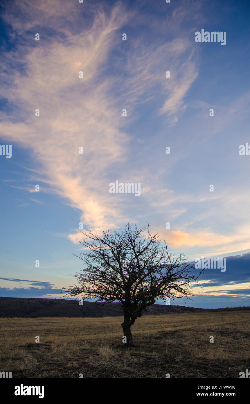 Lonely Tree In The Steppe Stock Photo 61419352 Alamy
