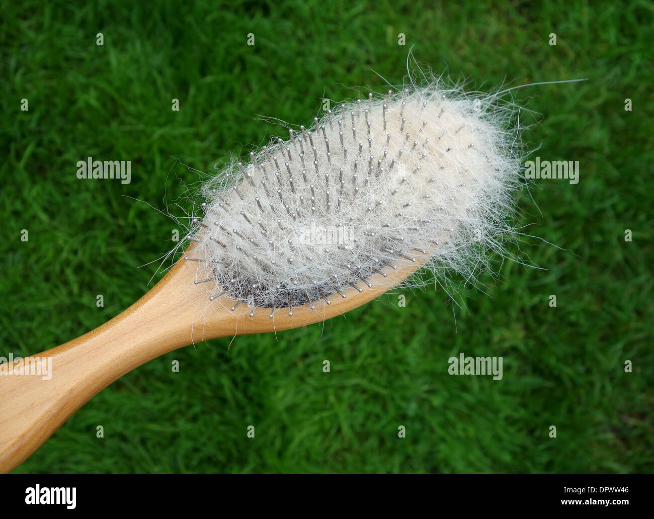 dog hairs in a brush Stock Photo