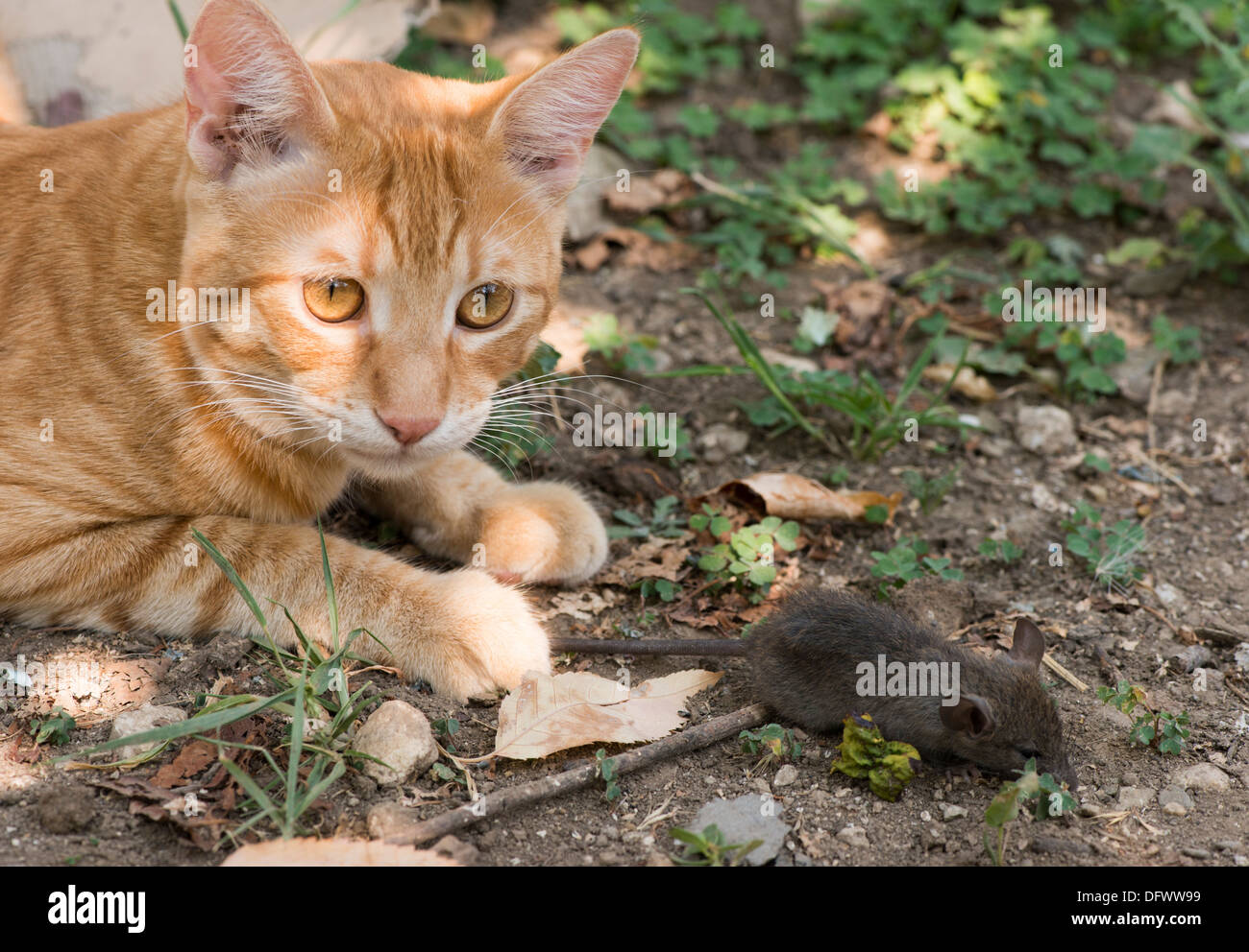 Cat and mouse in garden. Cat catching mouse Stock Photo Alamy