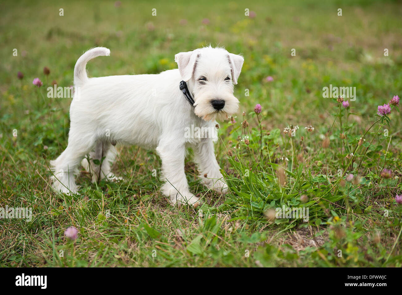 how much to feed 8 week old miniature schnauzer