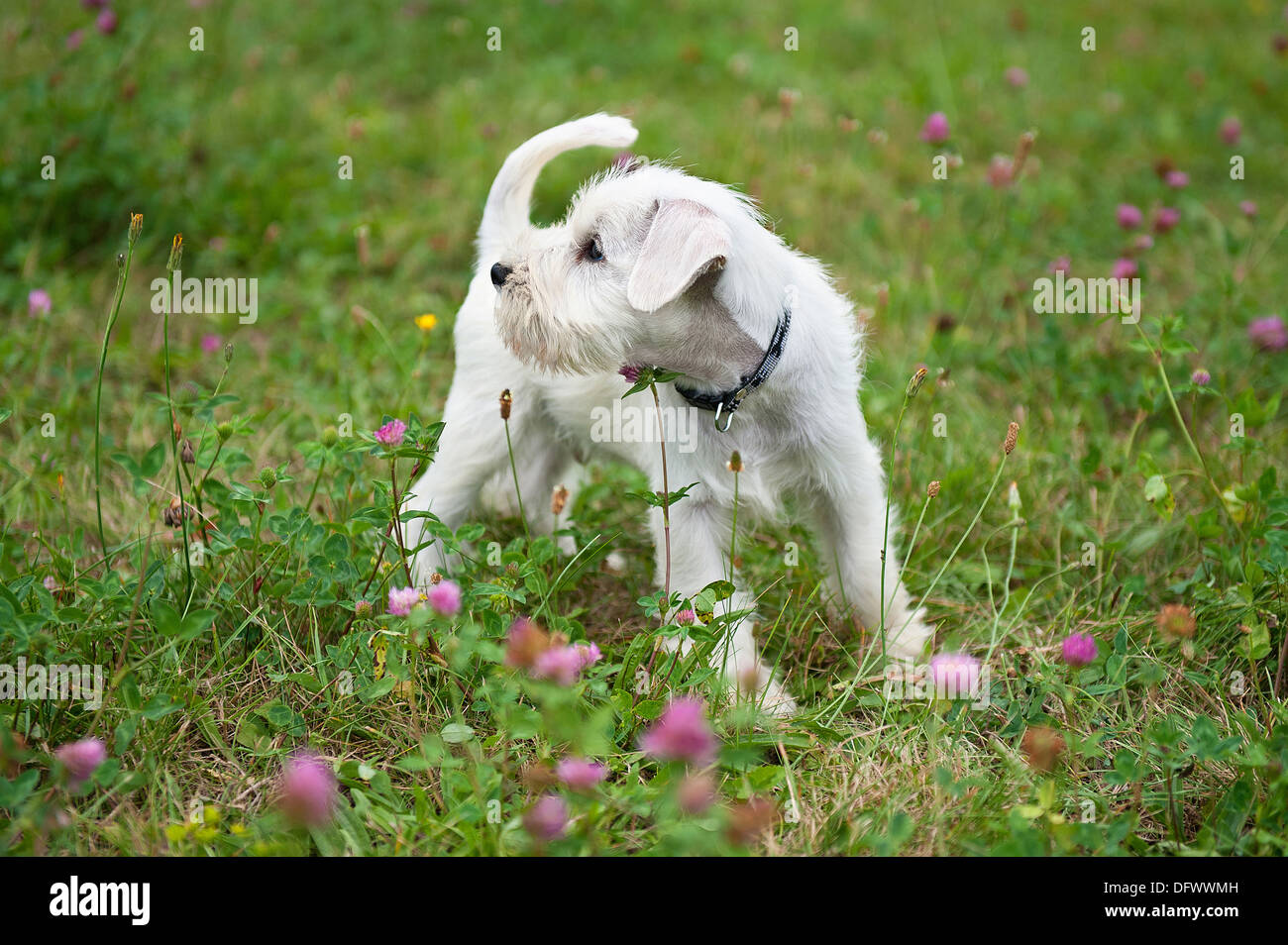 8 week old schnauzer cheap puppies
