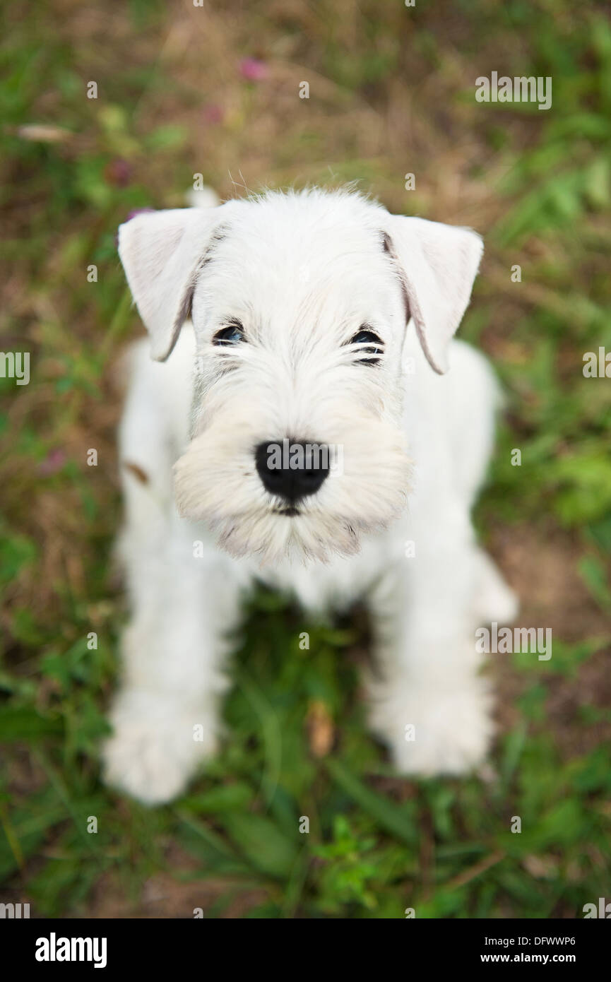 how much to feed 8 week old miniature schnauzer