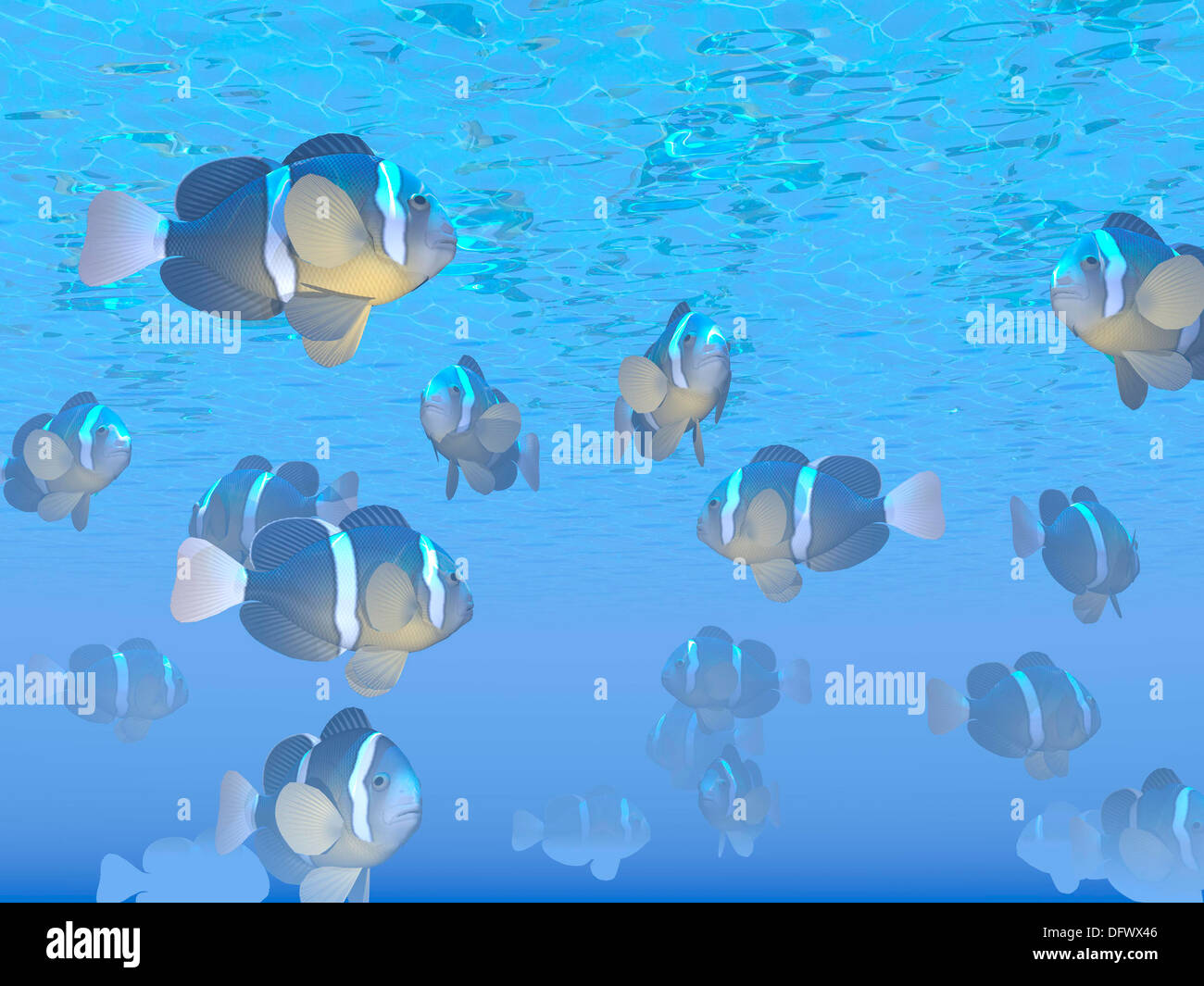 A school of clownfish swimming in the sea Stock Photo Alamy