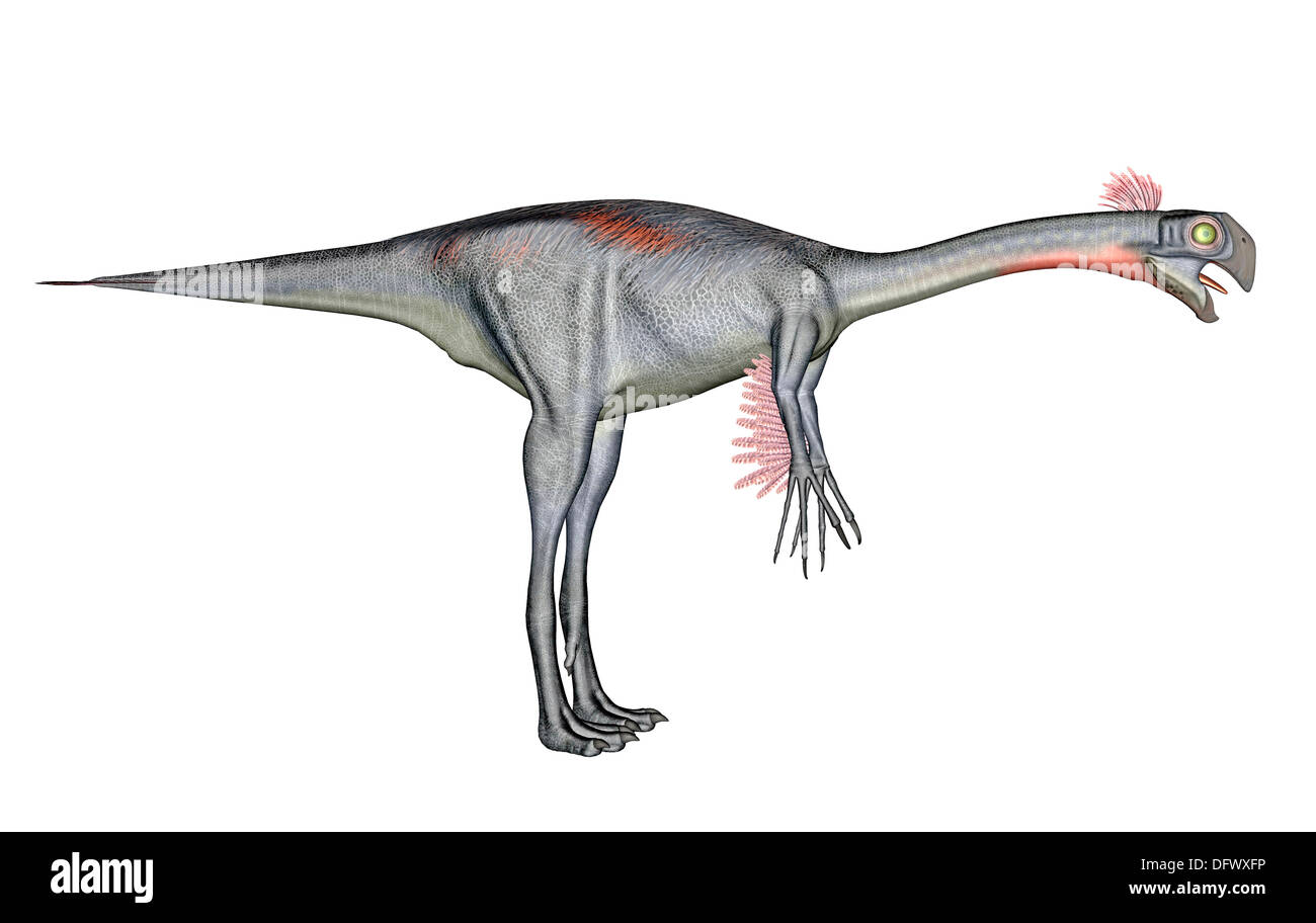 Gigantoraptor dinosaur, white background. Stock Photo