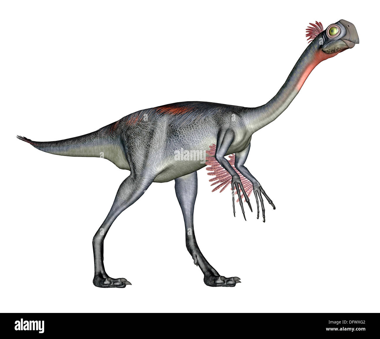 Gigantoraptor dinosaur, white background. Stock Photo