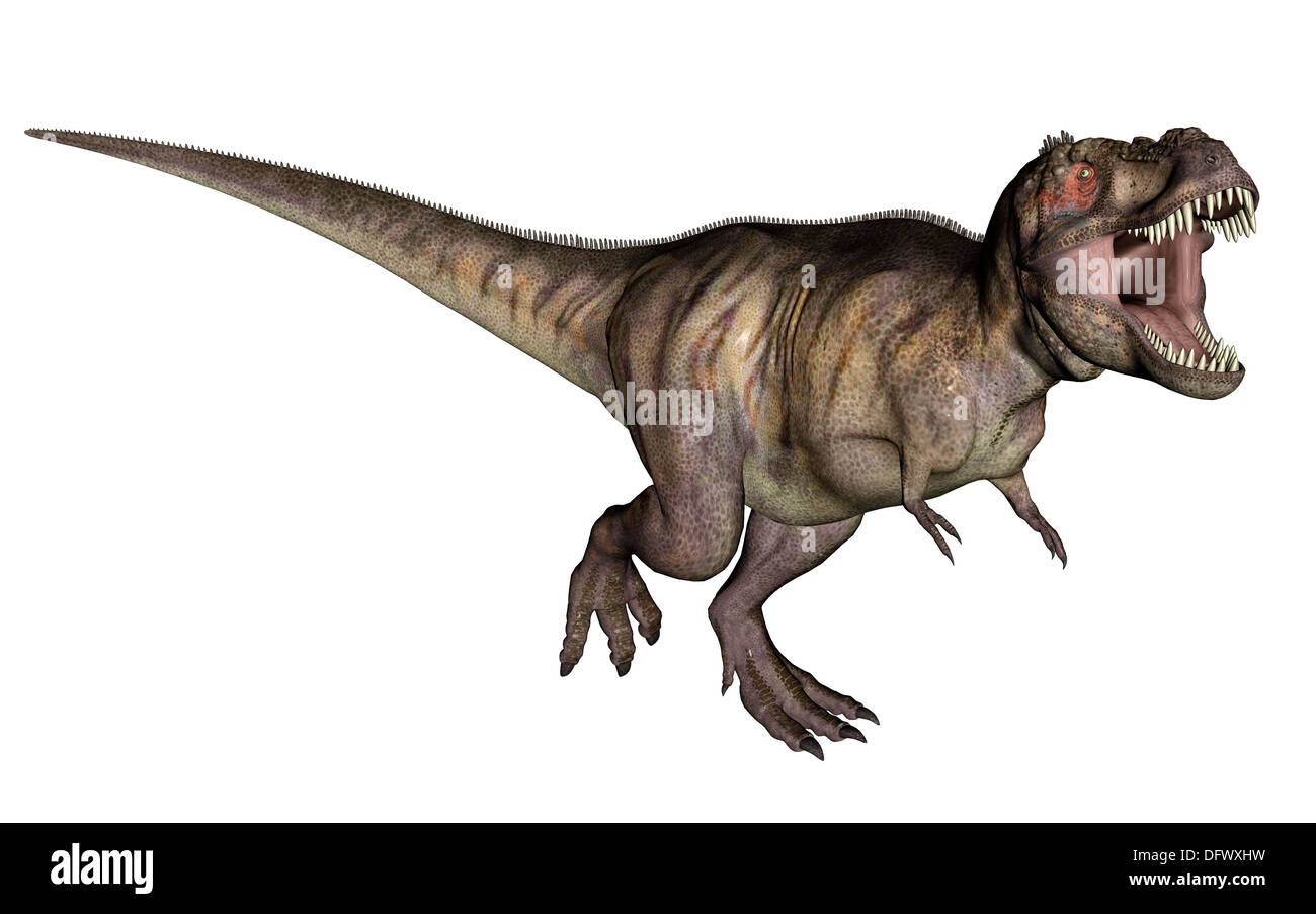 Aggressive Tyrannosaurus Rex growling, white background. Stock Photo
