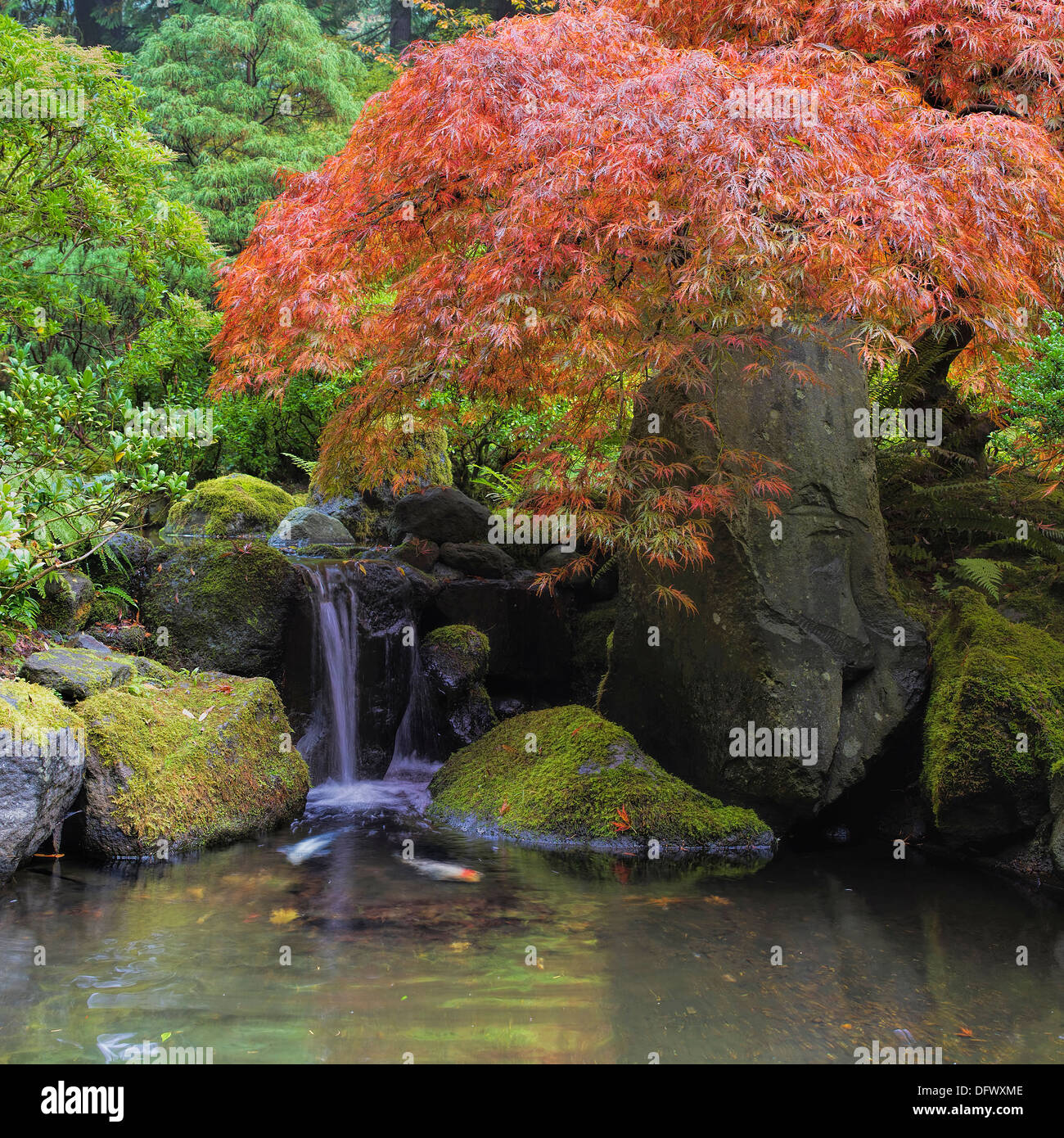 Red Japanese Laceleaf Maple Tree Over Waterfall Pond with Koi Fish Stock  Photo - Alamy
