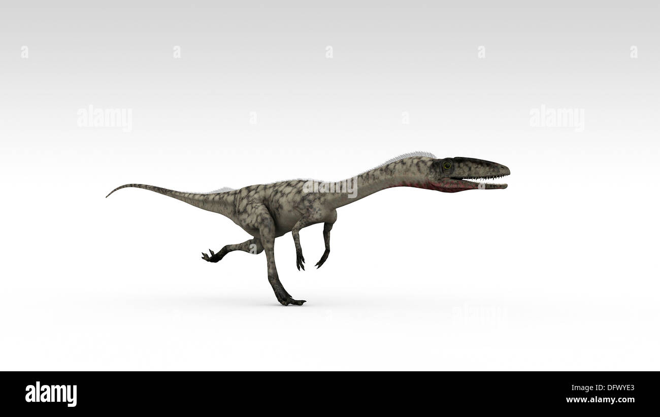 Coelophysis dinosaur, white background. Stock Photo