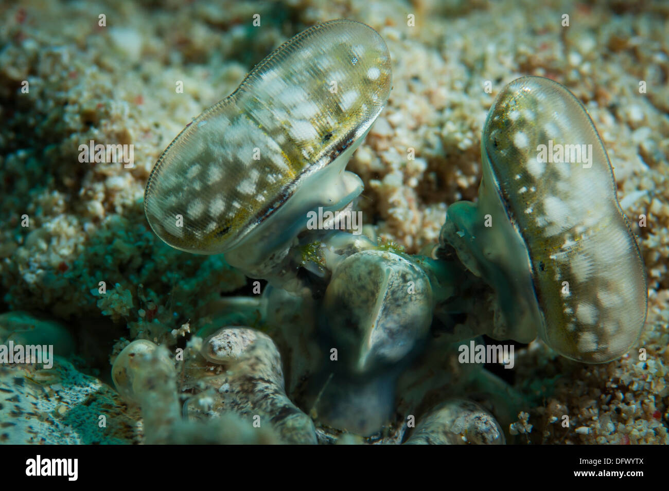 The white spotted eyes of the tiger mantis shrimp peering from burrow. Stock Photo
