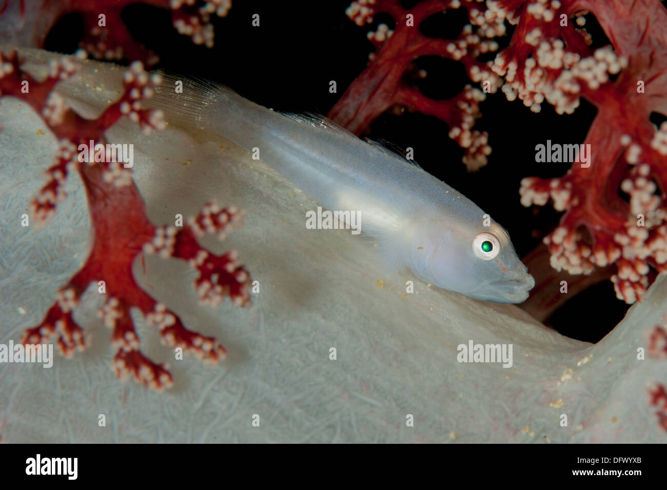 Soft coral ghost goby lying on white and red soft coral. Stock Photo