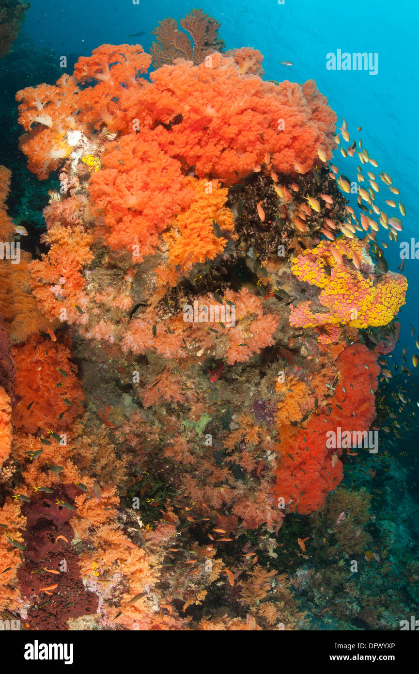 Colorful reefs in Raja Ampat covered in orange Dendronephthya soft corals, West Papua, Indonesia. Stock Photo
