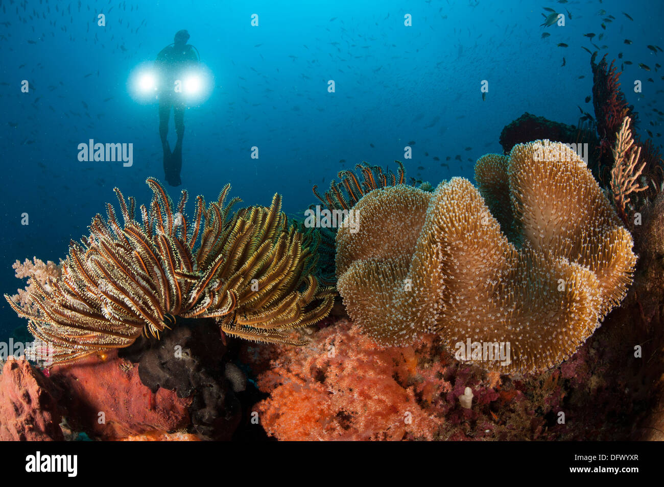 Diver illuminates mushroom leather coral (Sarcophyton sp.) and crinoid (Crinoid sp.) with twin lamps, Raja Ampat, Indonesia. Stock Photo