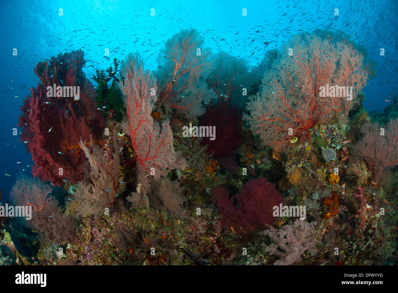 Reefscape in Raja Ampat covered in gorgonians, West Papua, Indonesia. Stock Photo
