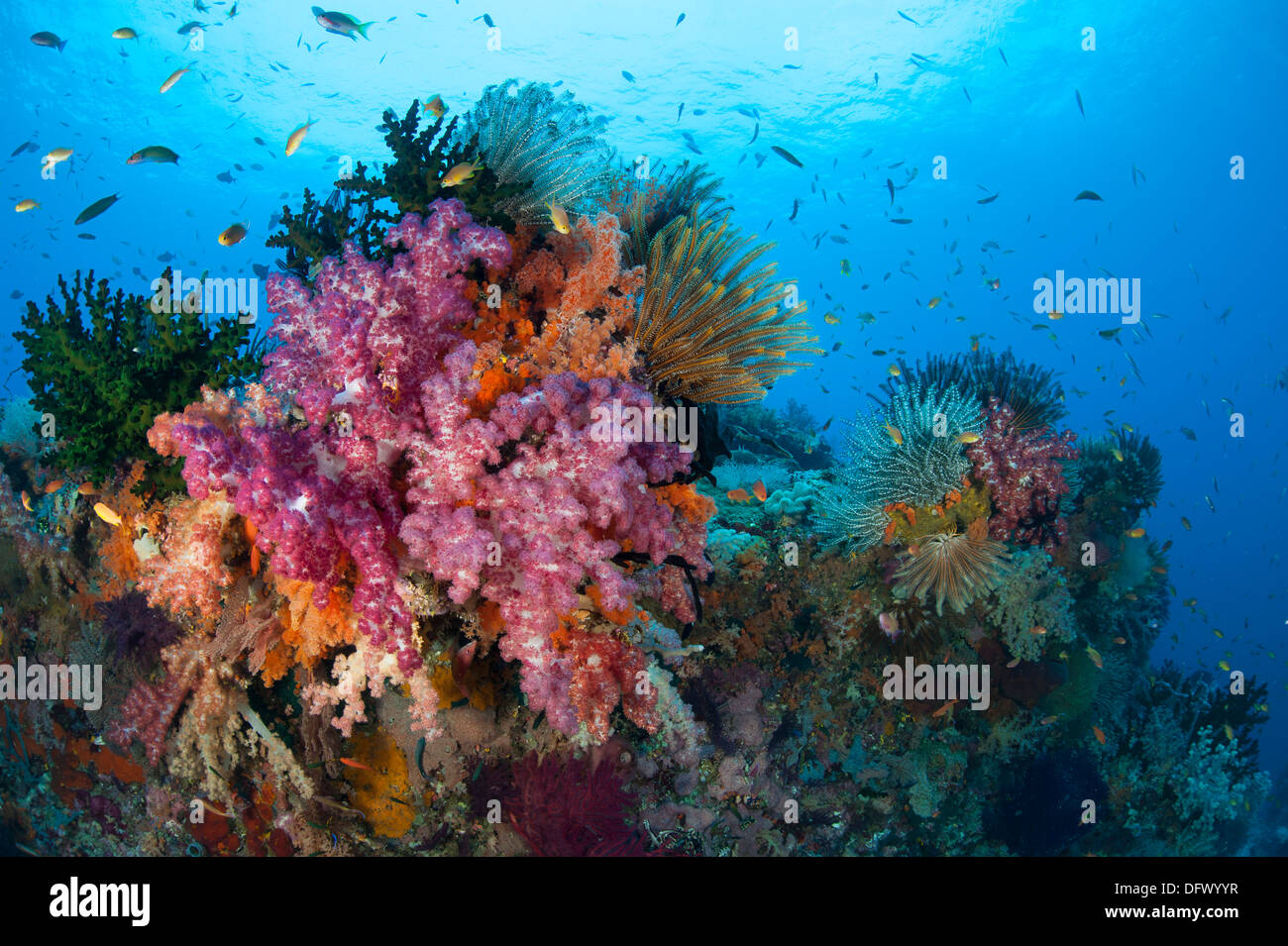 Colorful soft corals (Dendronephthya sp.) adorn the stunning reefs of southern Raja Ampat, West Papua, Indonesia. Stock Photo