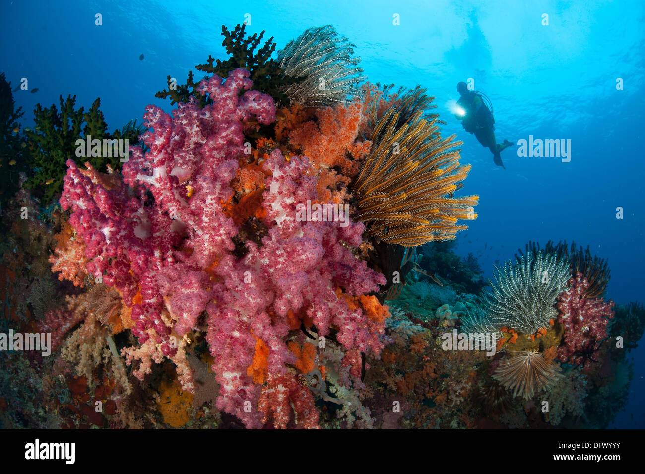 A diver approaches colorful soft corals and crinoids on the reefs of Raja Ampat Stock Photo