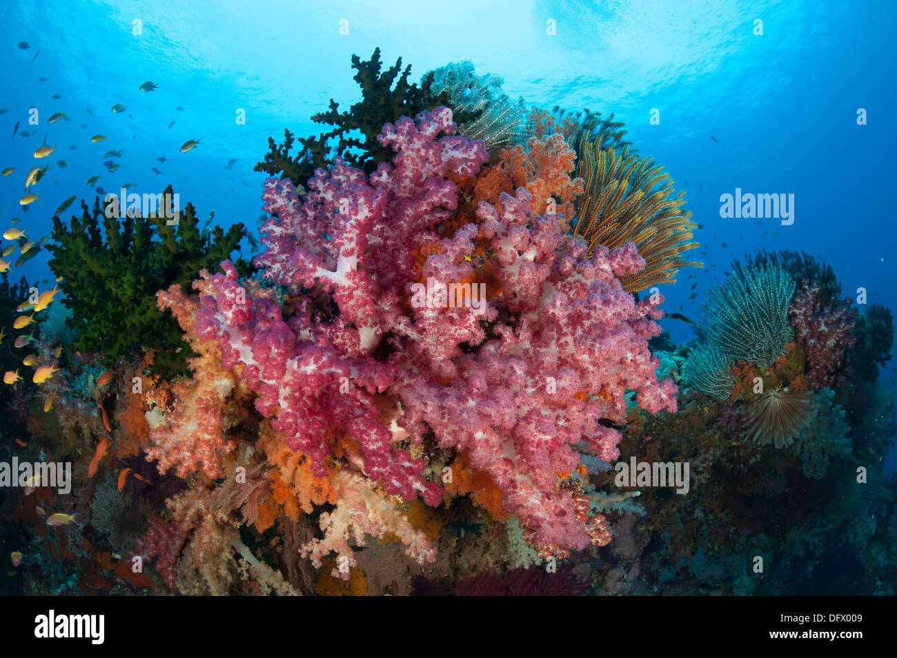 Colorful soft corals (Dendronephthya sp.) adorn the stunning reefs of southern Raja Ampat, West Papua, Indonesia. Stock Photo
