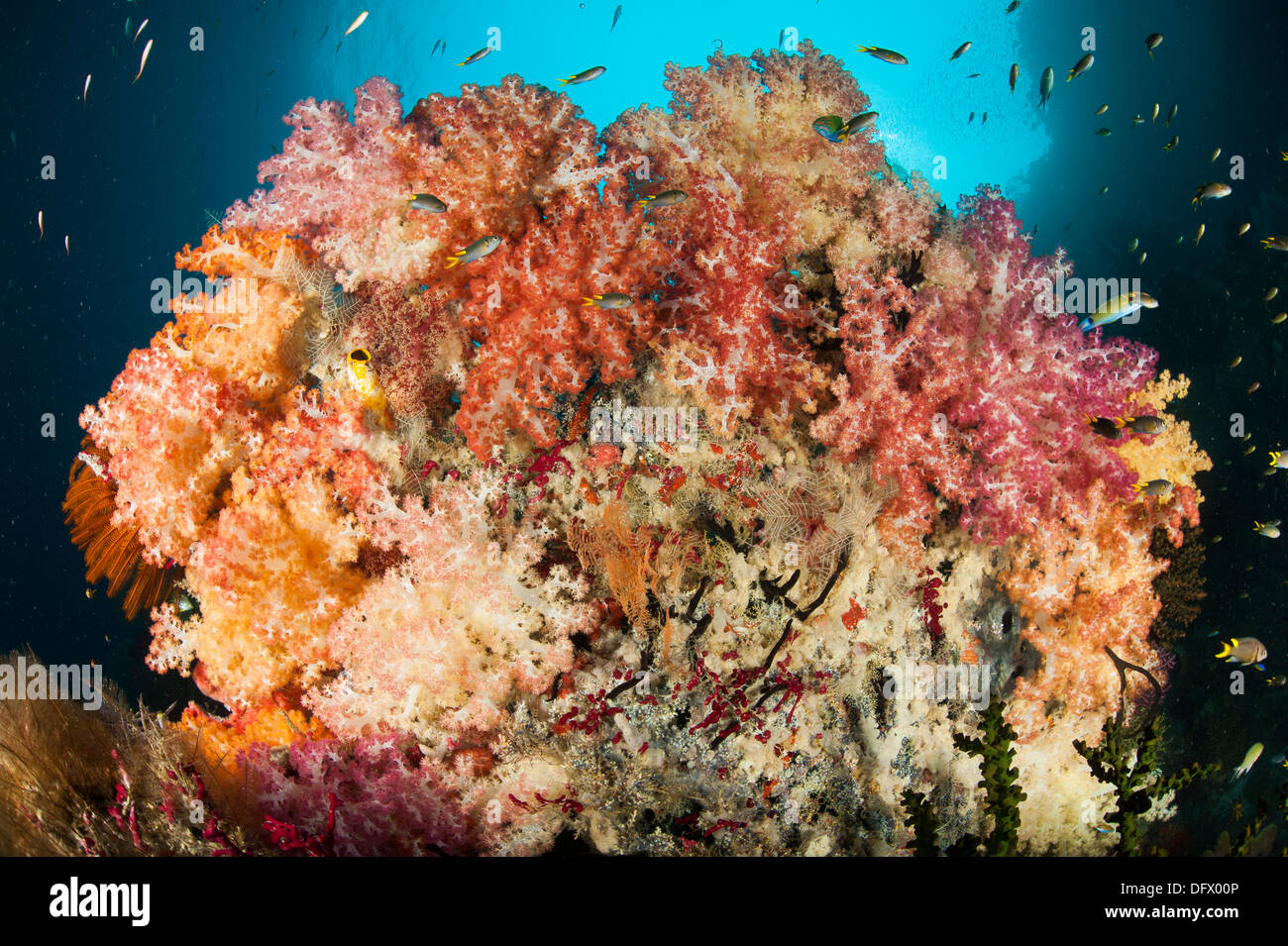 A dead table coral, now covered in healthy soft corals, taken at Neptune Fan Sea, Raja Ampat, West Papua, Indonesia. Stock Photo