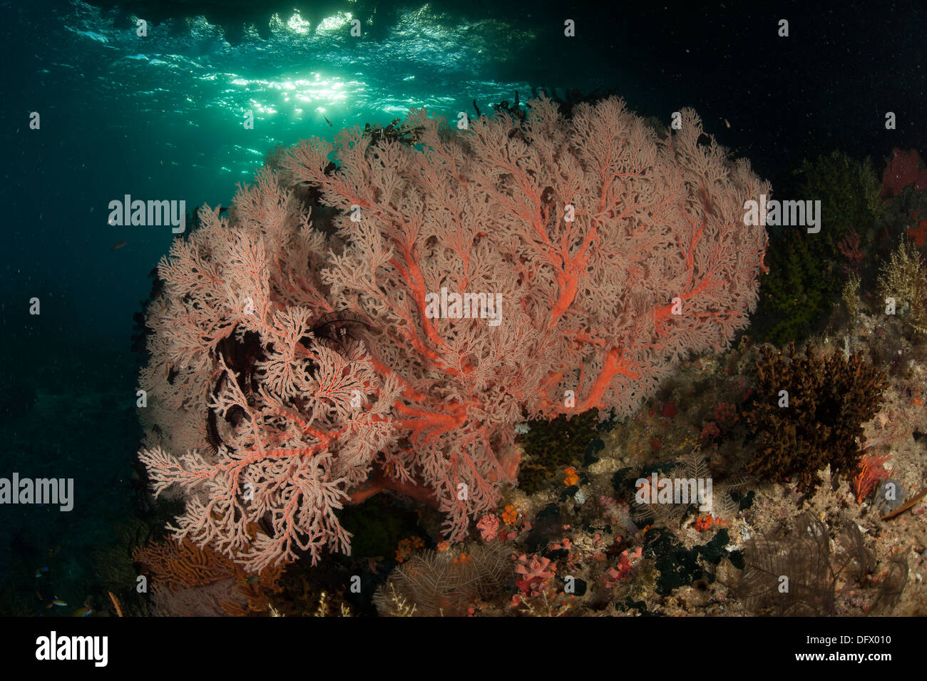 Gorgonian sea fans on a reef in Raja Ampat, West Papua, Indonesia. Stock Photo