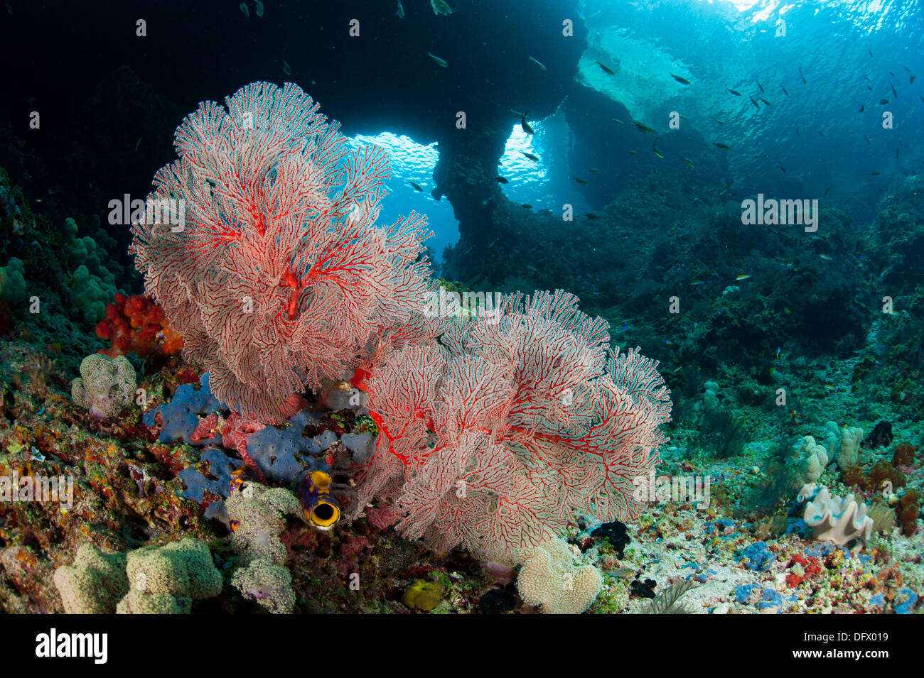 A gorgonian sea fan with the view of Boo Windows in the background, Southern Raja Ampat, West Papua, Indonesia. Stock Photo