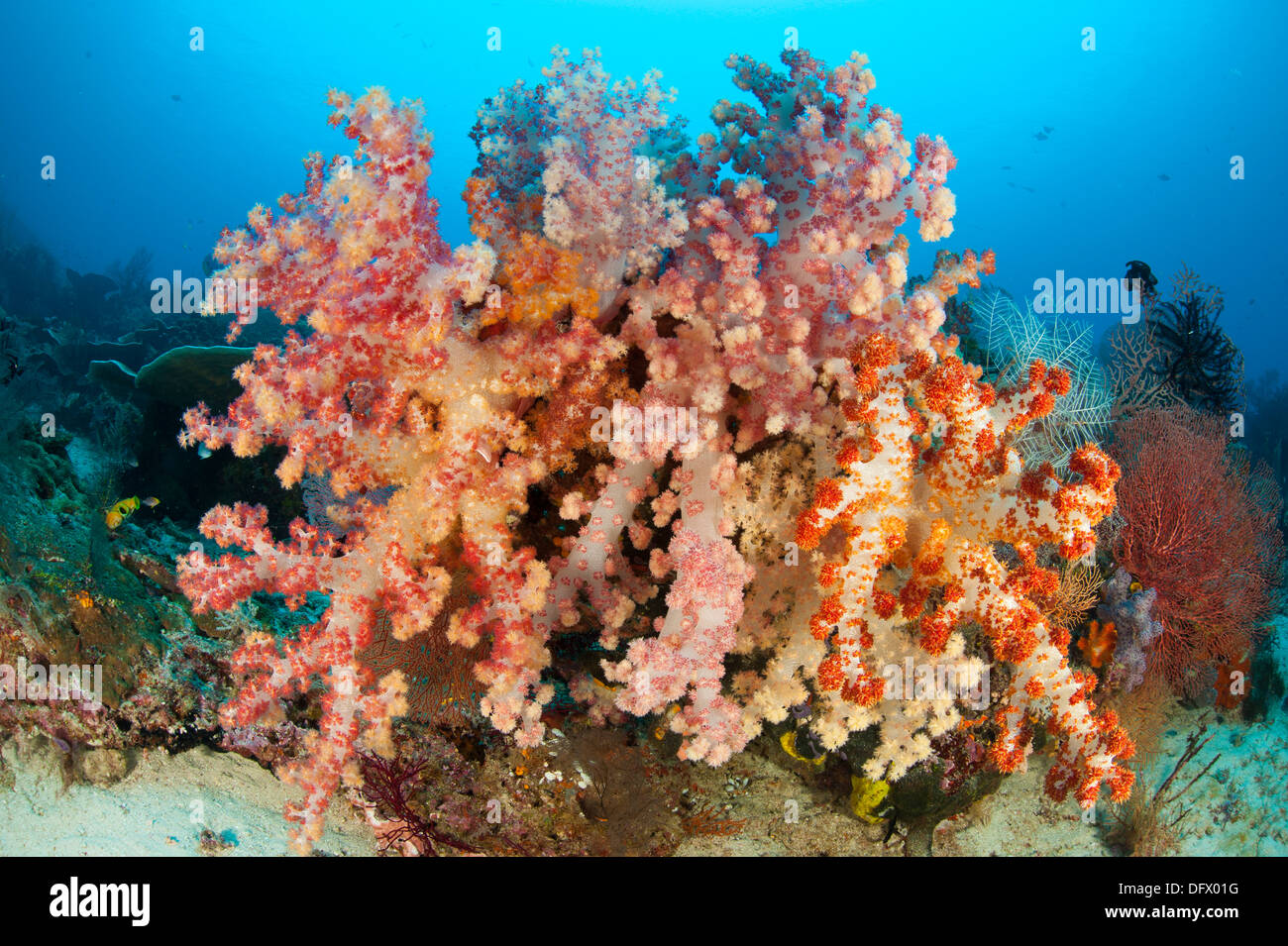 Colorful soft corals (Dendronephthya sp.) adorn a reef in Raja Ampat, West Papua, Indonesia. Stock Photo