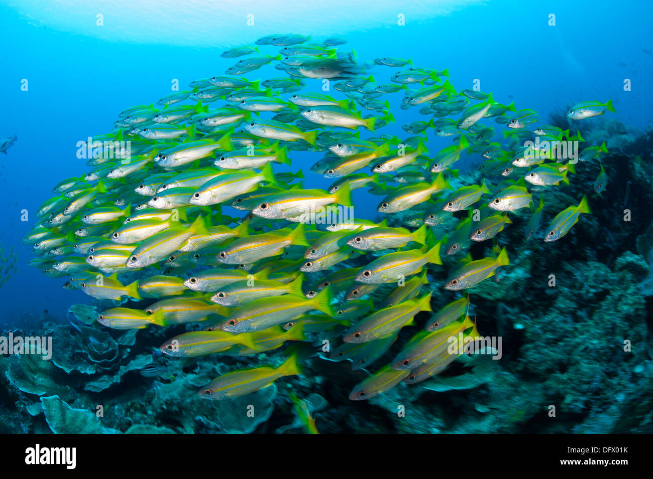 Schooling brownstripe snapper (Lutjanus vitta), Raja Ampat, West Papua, Indonesia. Stock Photo