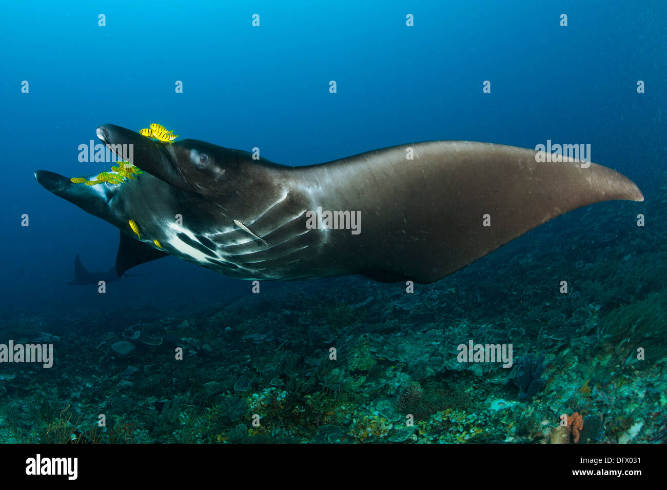 The reef manta ray with yellow pilot fish in front of its mouth. Stock Photo