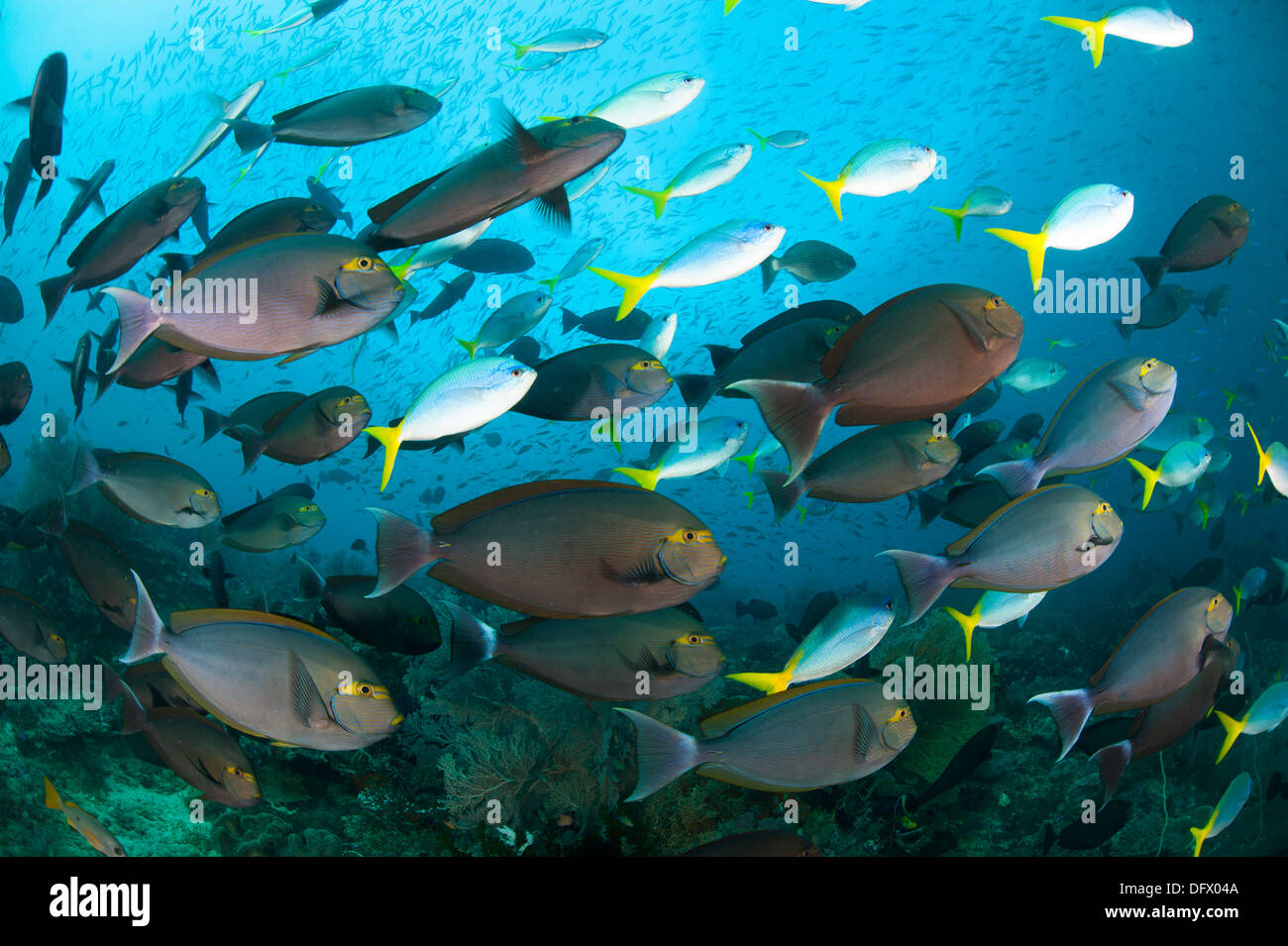 Schooling yellowmask surgeonfish with blue and yellow fusilier fish. Stock Photo