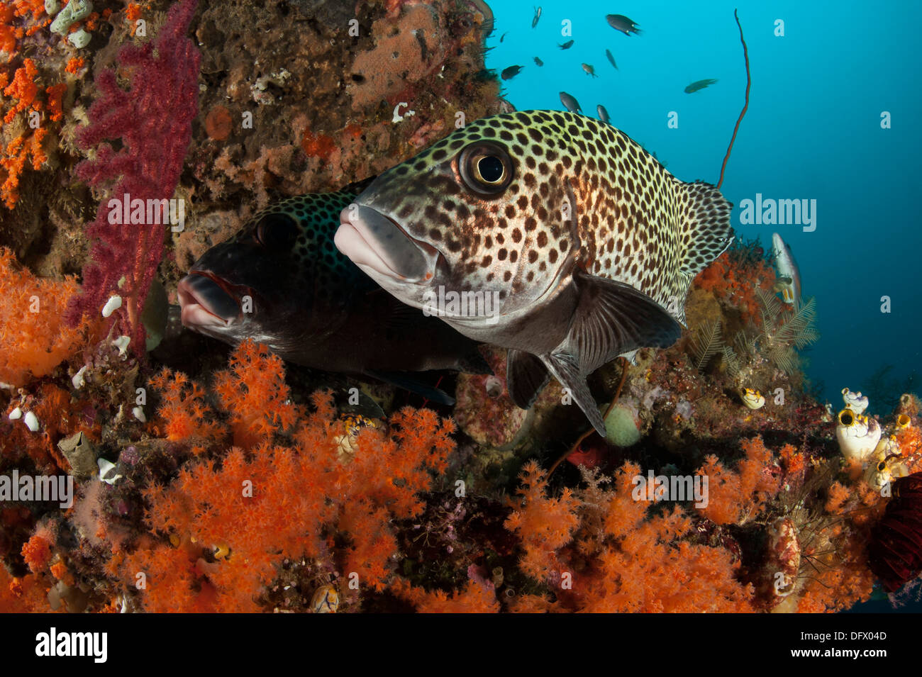 A pair of many-spotted sweetlips (Plectorhinchus chaetodonoides) on a soft coral covered reef, Raja Ampat, Indonesia. Stock Photo