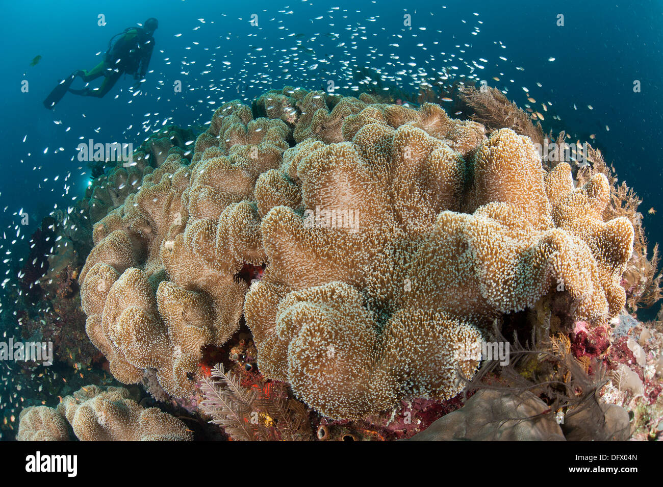Diver approaching large group of mushroom leather coral (Sarcophyton sp.), Raja Ampat, Indonesia. Stock Photo