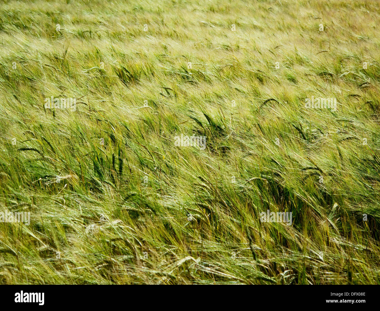 Green Wheat Field Blowing in Wind Stock Photo