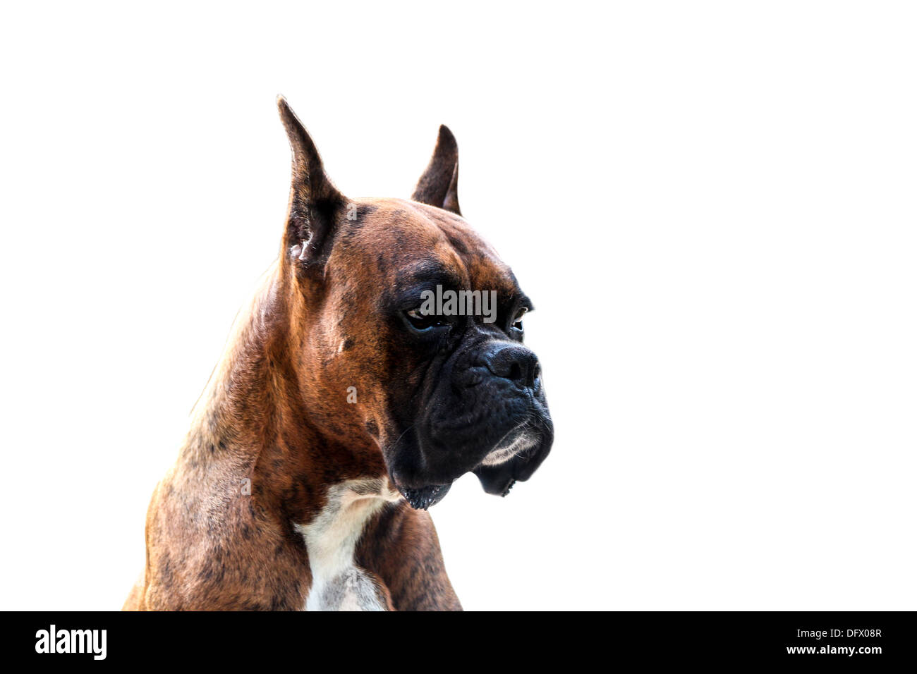 Muscular Purebred Boxer Dog Stock Photo Alamy
