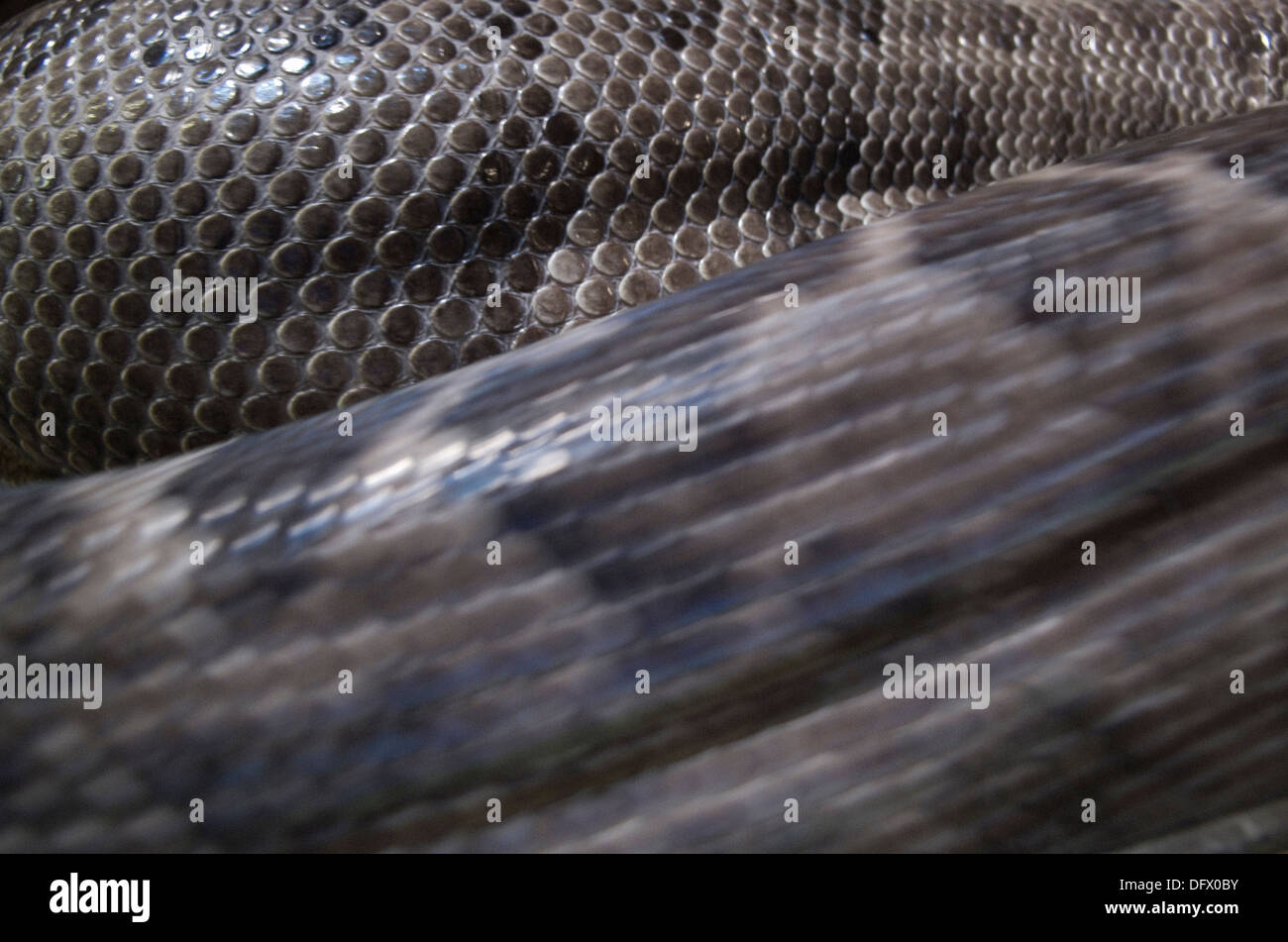 Coiled Snake, Close Up Stock Photo