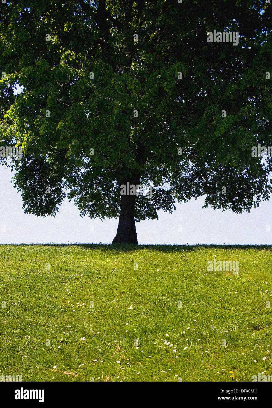 Large Leafy Tree and Green Grass in Summer Stock Photo