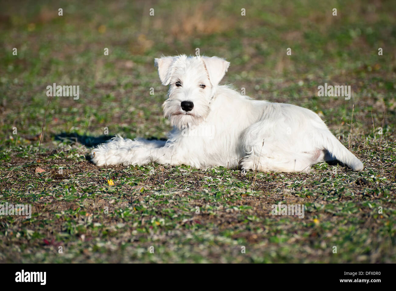 how much to feed 8 week old miniature schnauzer