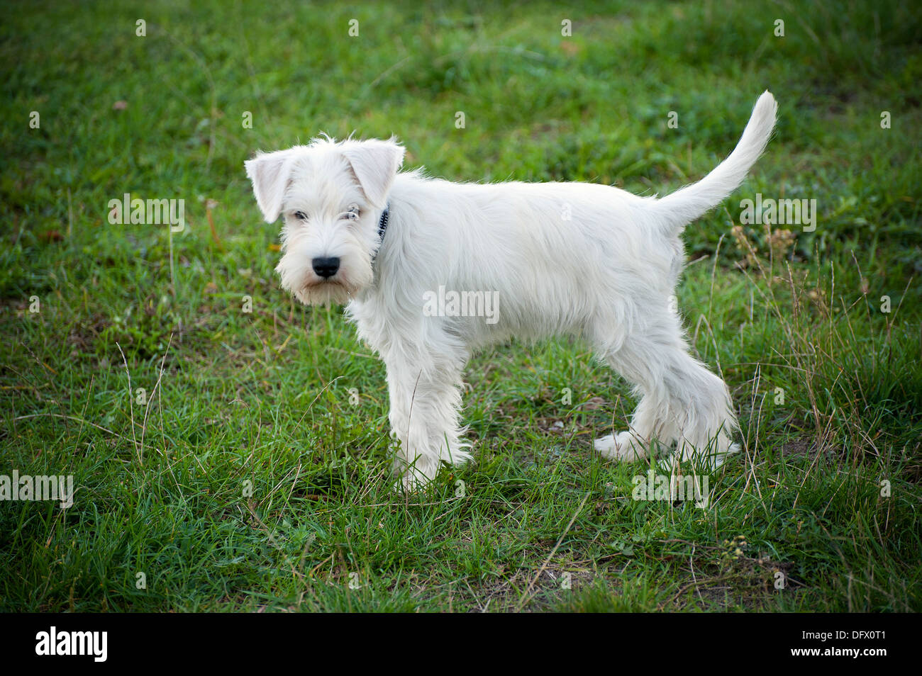 12 week old miniature schnauzer