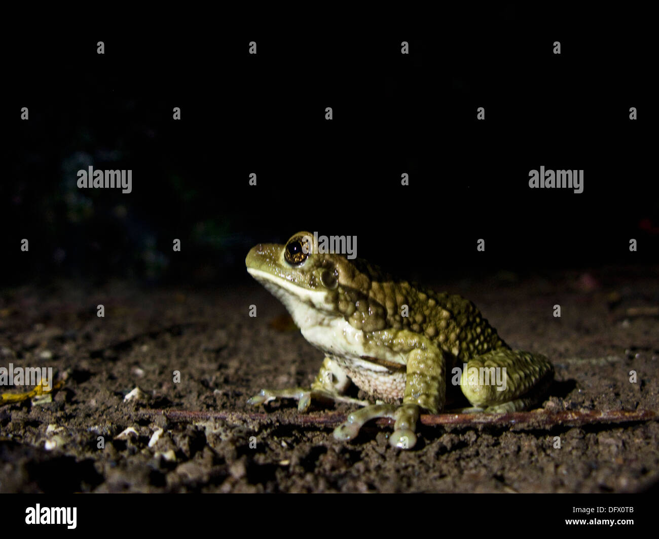 Green Frog at Night Stock Photo