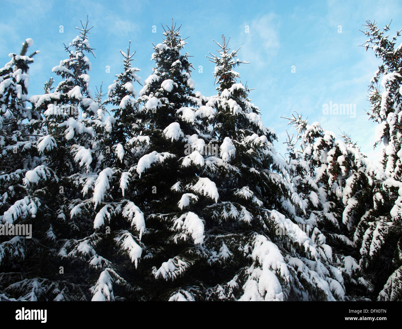 Spruce Trees Covered with Snow, Low Angle View Stock Photo